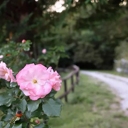 Il Mulino - Terra 公寓 *